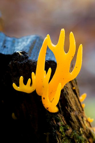 Colored Mushrooms