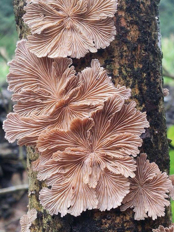 Colored Mushrooms