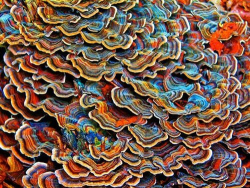 Colored Mushrooms