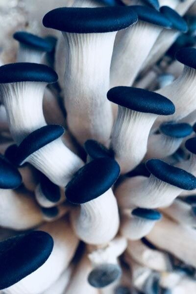 Colored Mushrooms
