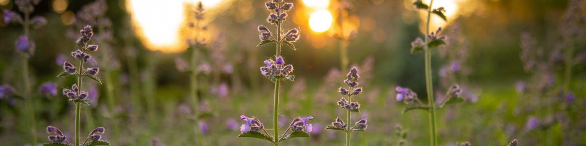 Анна Лёвкина