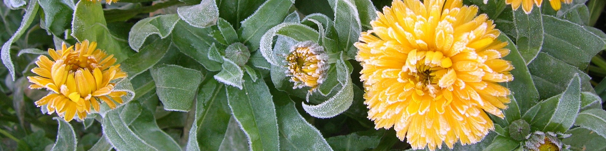 Ирина Спорынина