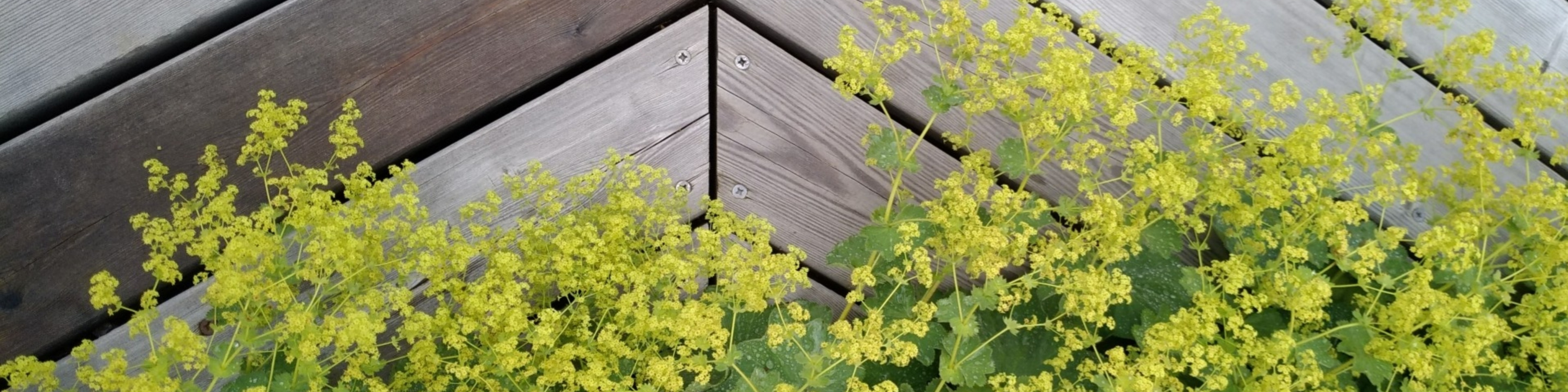 Светлана Клевнова