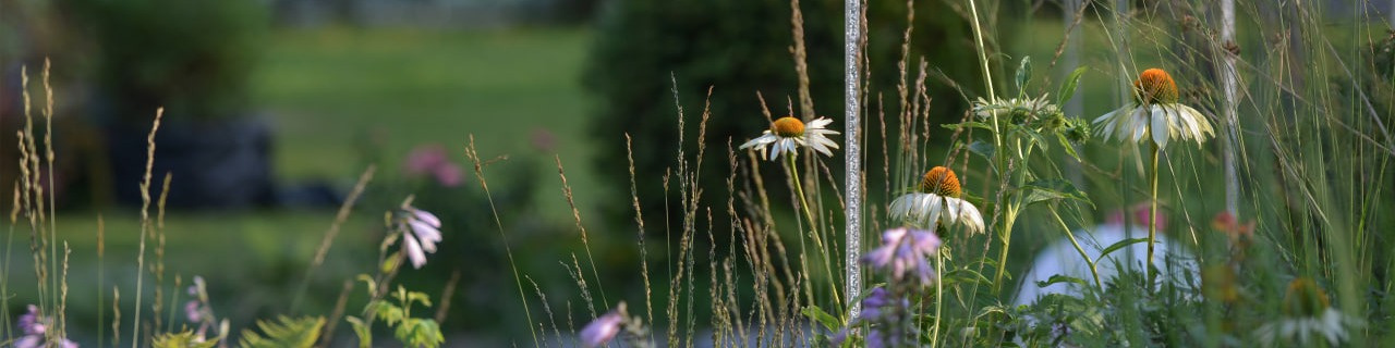 Анастасия Добровольская