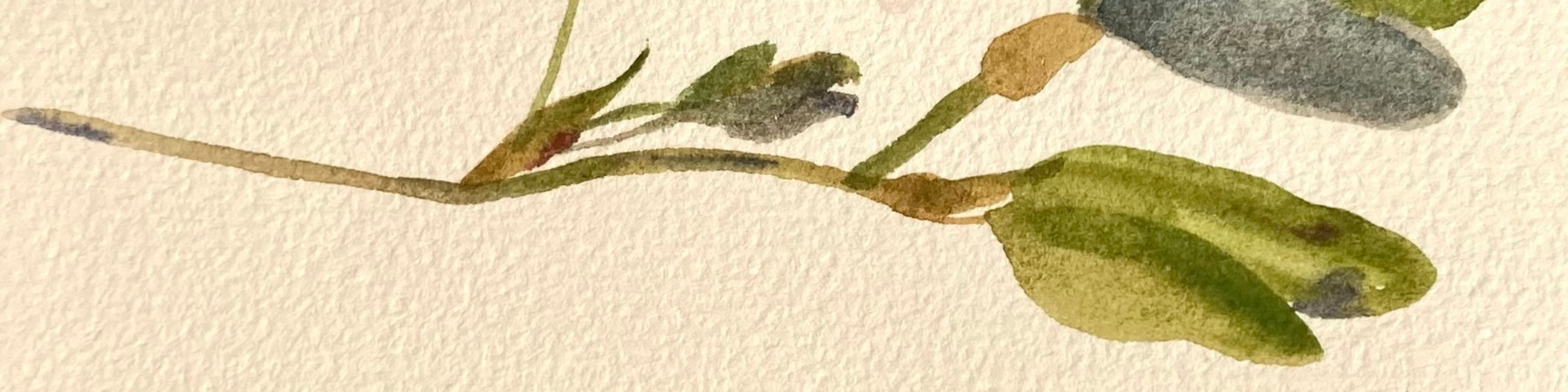 Ковалева Ольга