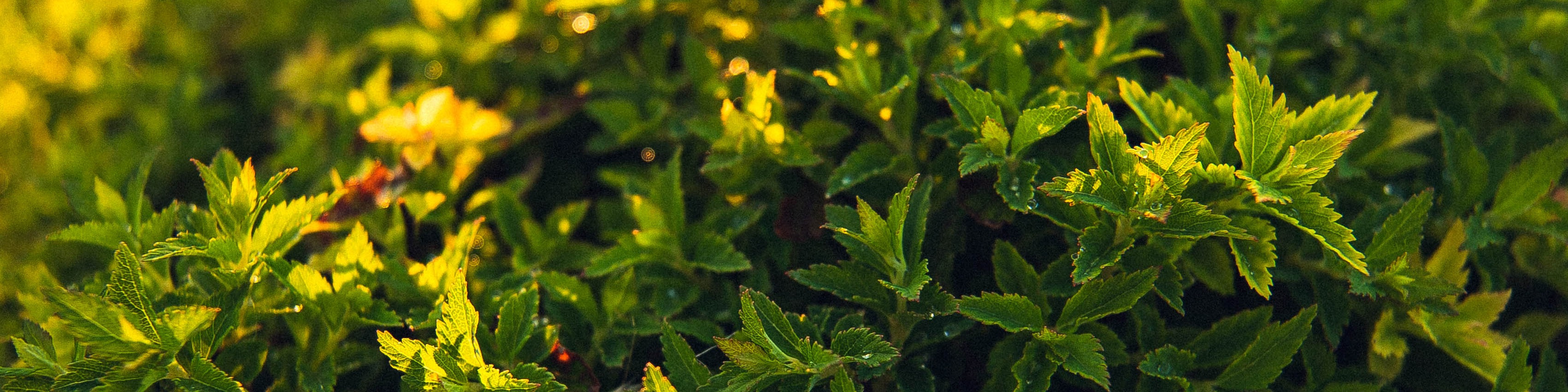 ООО "Зелёный капитан"