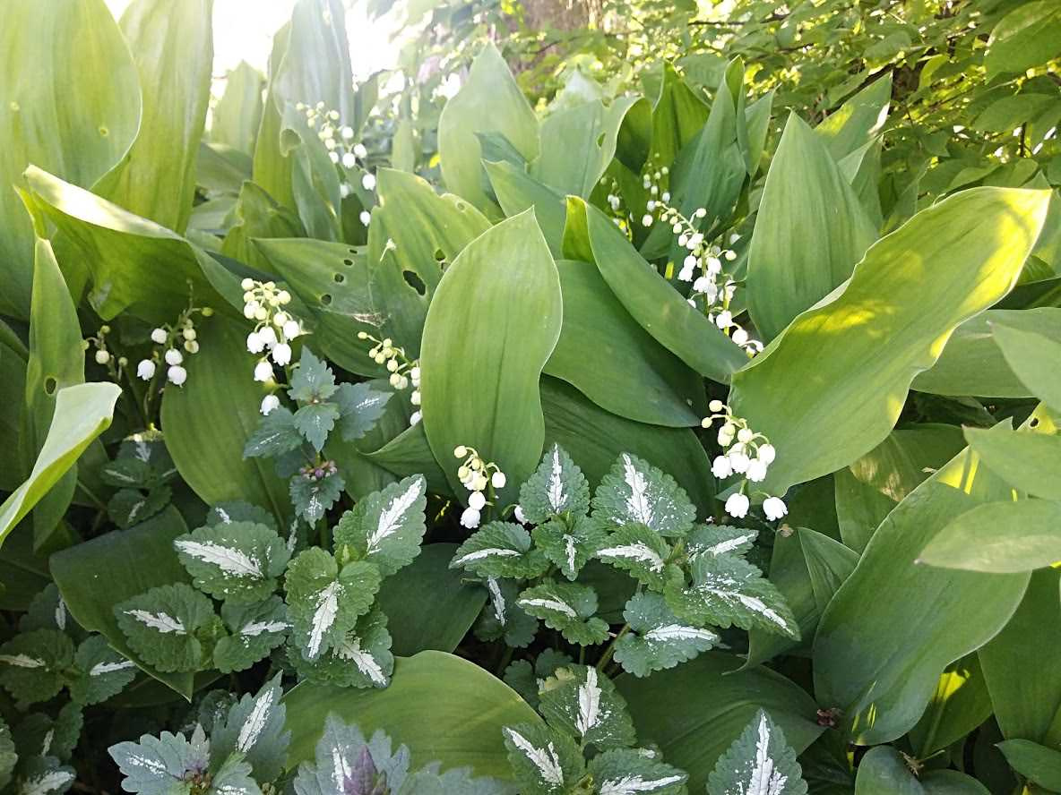 Обложка проекта: Ландшафт