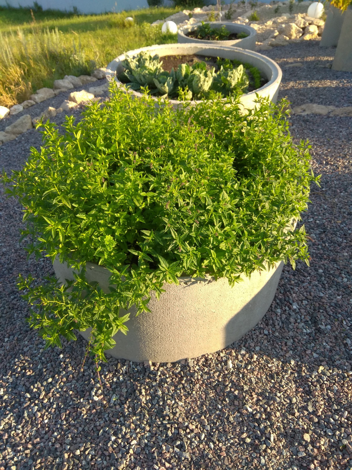 Русская Голландия