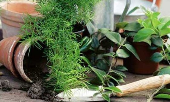 Пересадка комнатных растений: Что я делаю не так