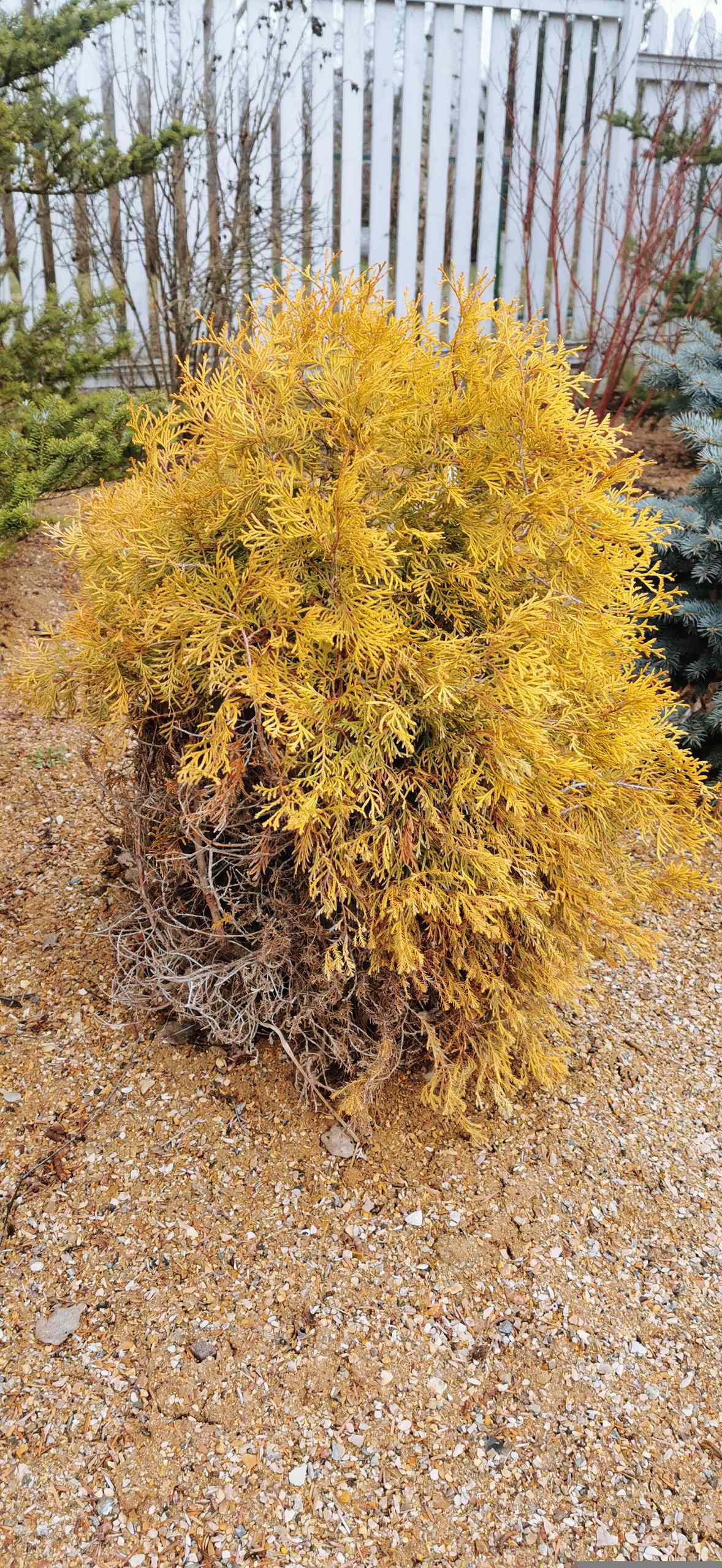 Как правильно: Реанимировать деревья и кусты весной