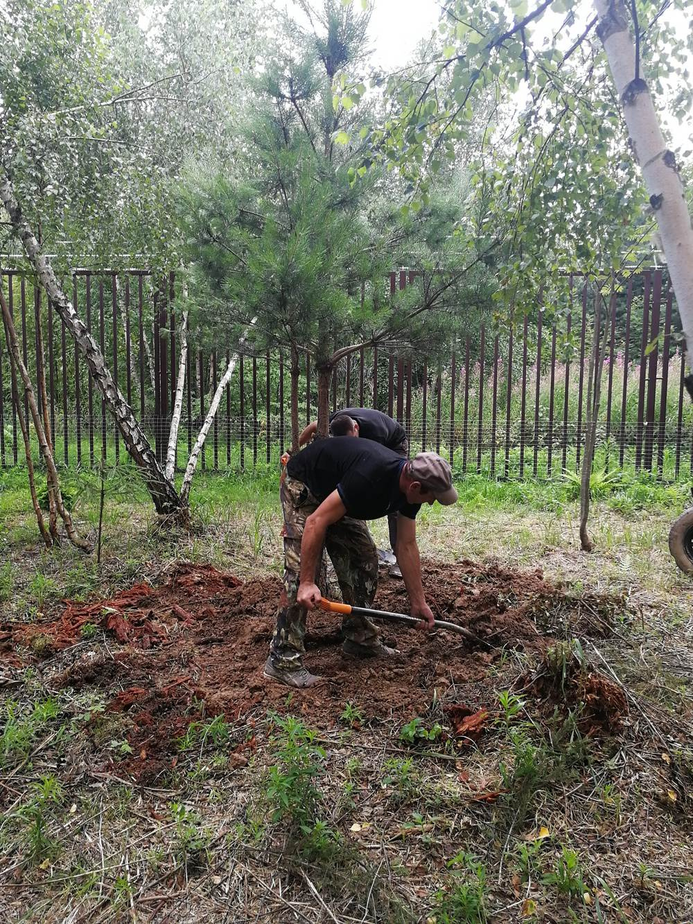 Как правильно: Пересадить взрослые деревья и кустарники