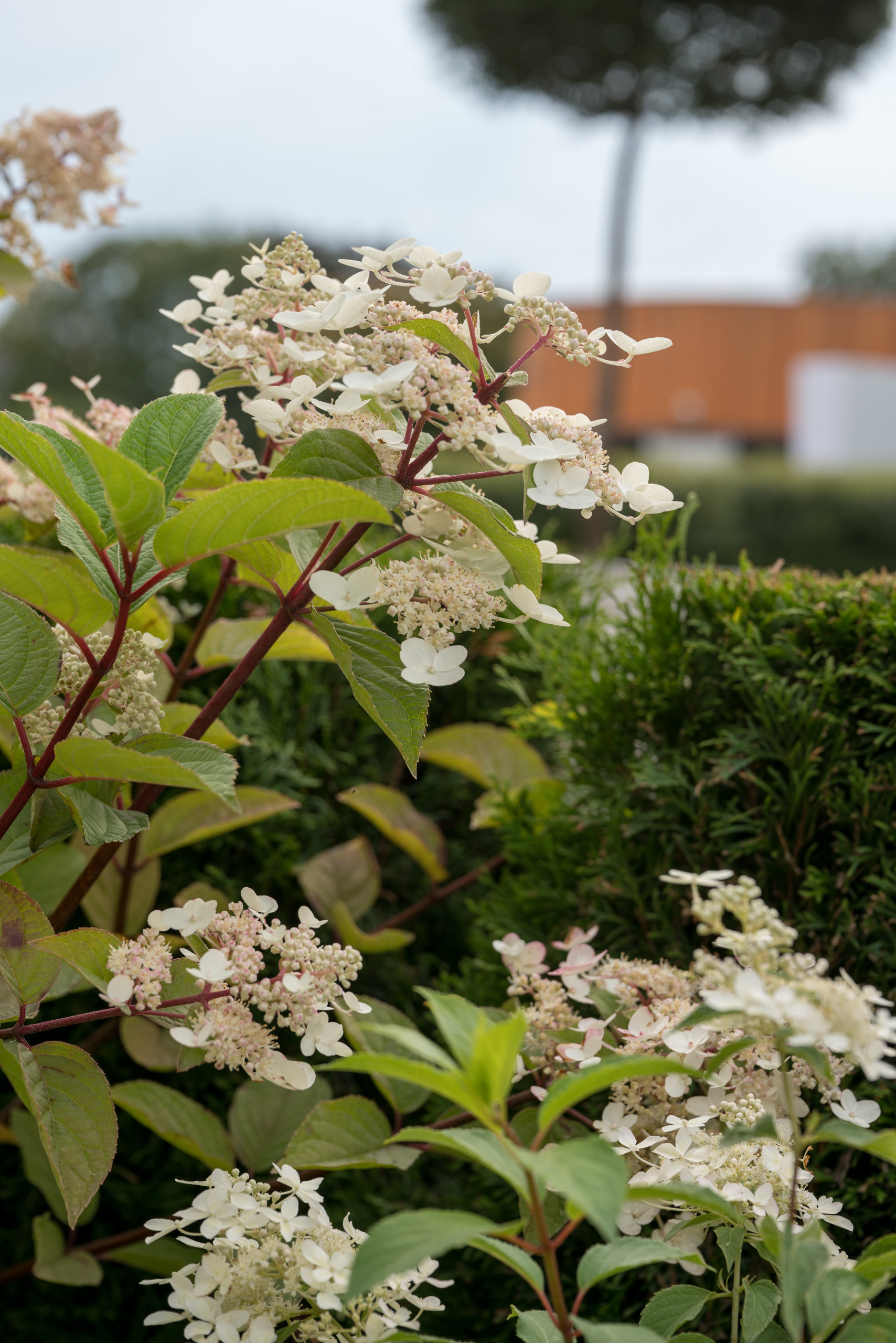 Проект недели: «Тайны соблазнов» — сад для Вячеслава Зайцева