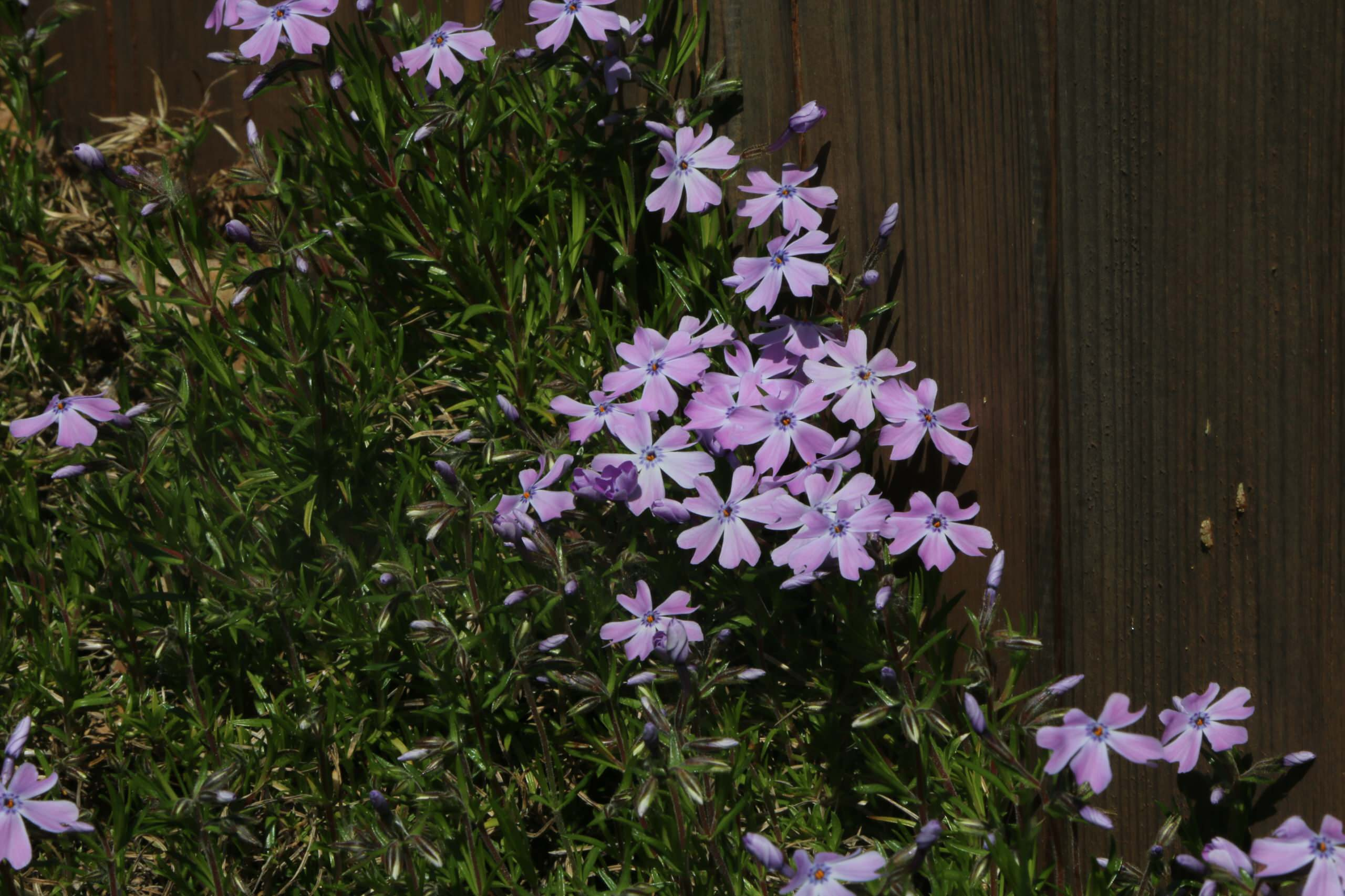 Проект недели: Сад на 12 сотках с солнечными часами