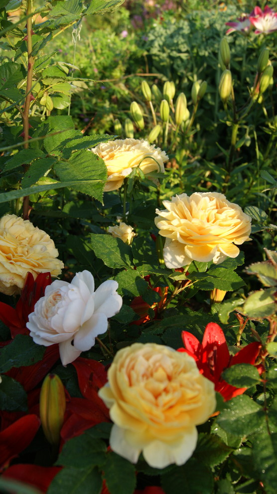 Как правильно: Ухаживать за розами летом