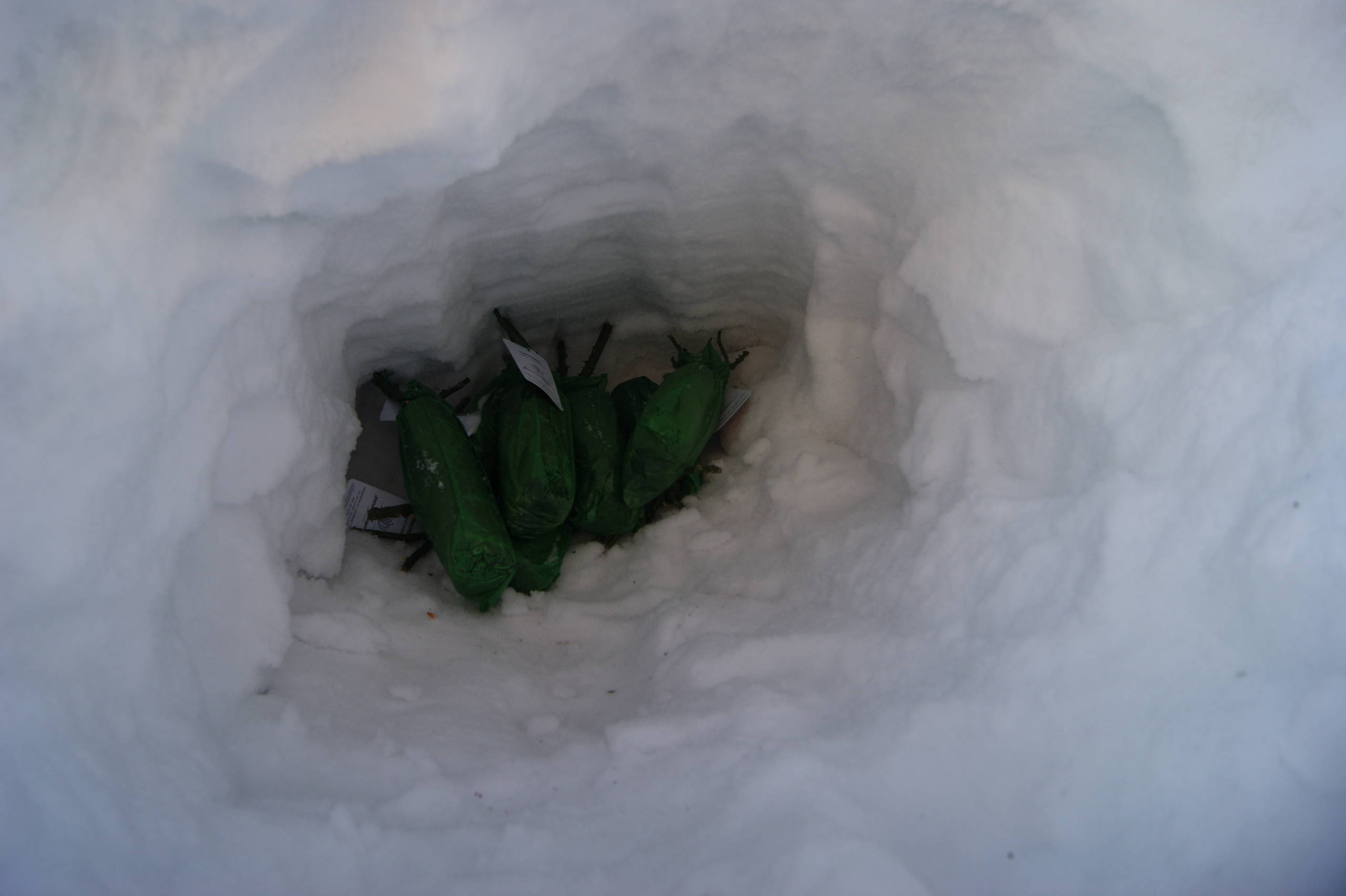 Как правильно: Сохранить саженцы роз до посадки