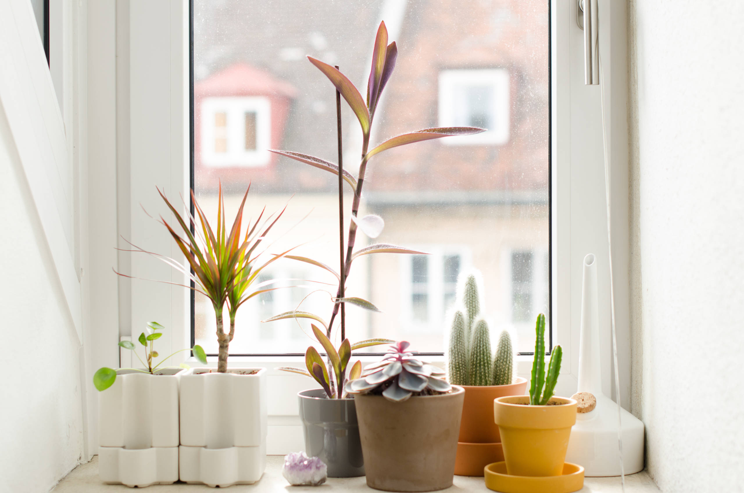 Горшок VS кашпо: Разница не только в дренажном отверстии