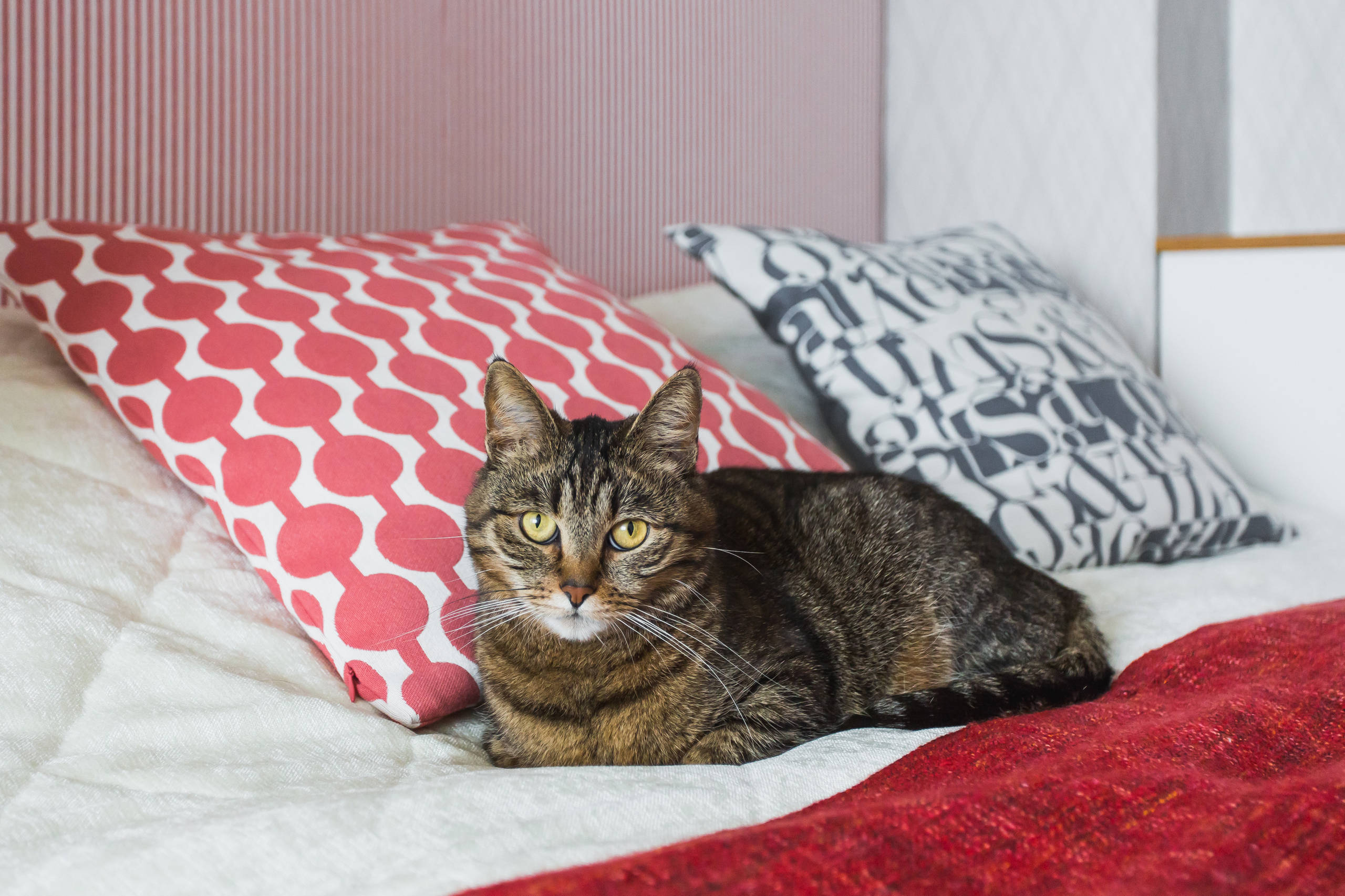 В гостях: Белый интерьер с красными акцентами на 33 квадратных метрах