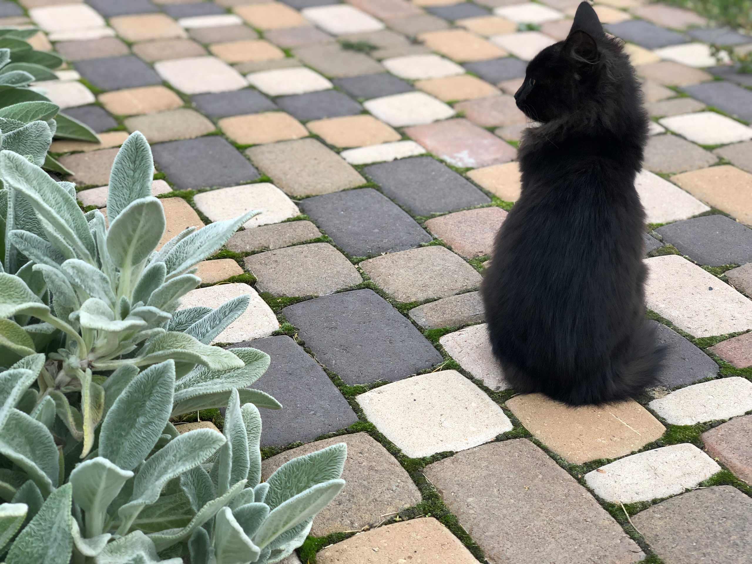 Проект недели: Пестрый сад в Рязанской области
