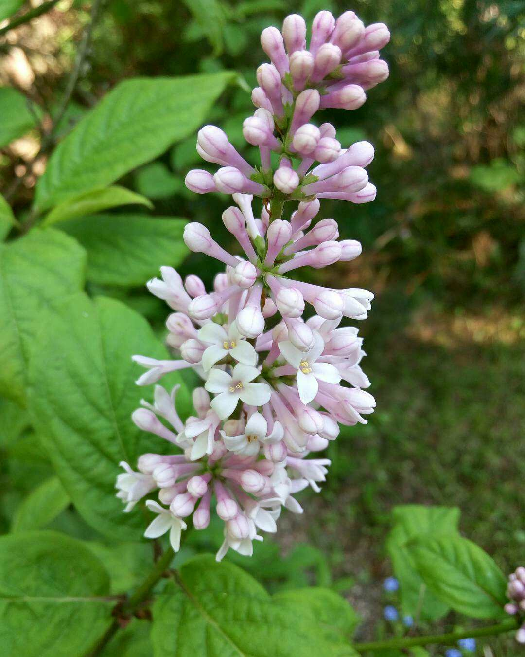 Как правильно: Выбрать и посадить сирень в своем саду