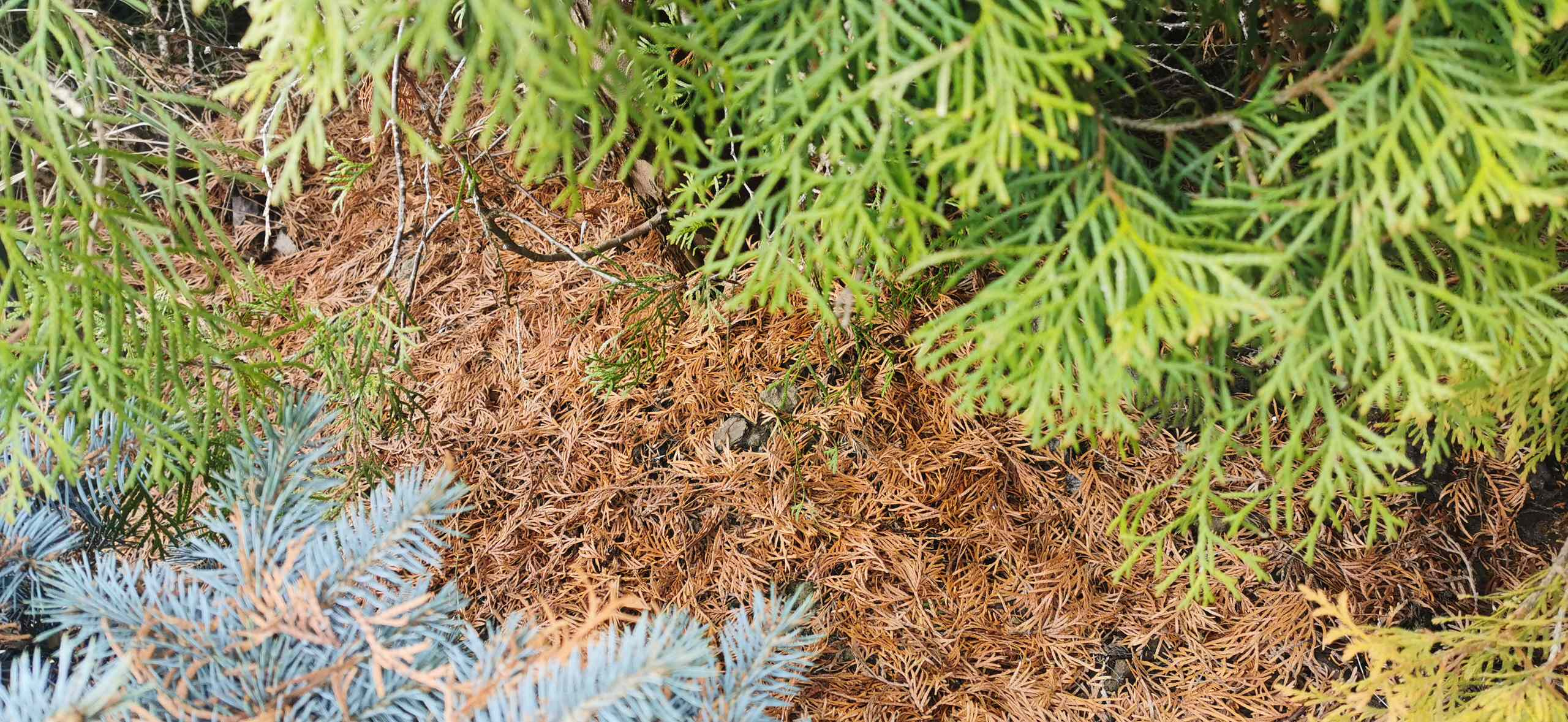 Как правильно: Реанимировать деревья и кусты весной