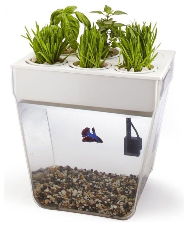 Хороший вопрос: Какую зелень можно вырастить на подоконнике зимой