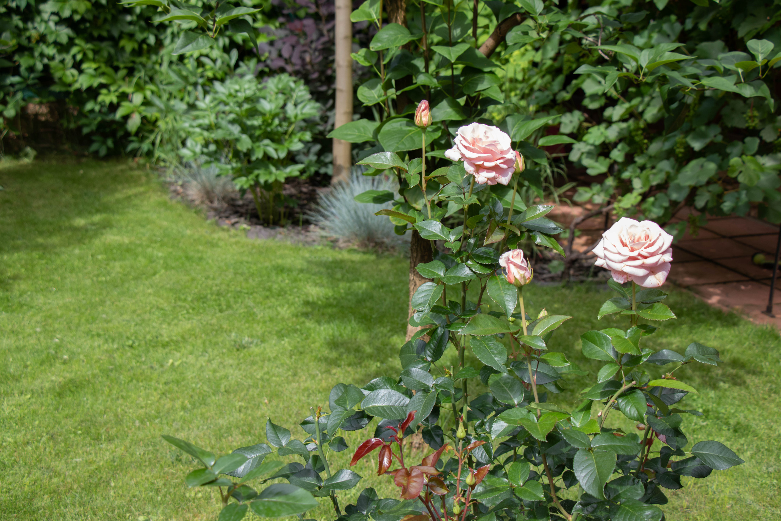 В гостях: Садик в подмосковных Рыбаках — как во Франции