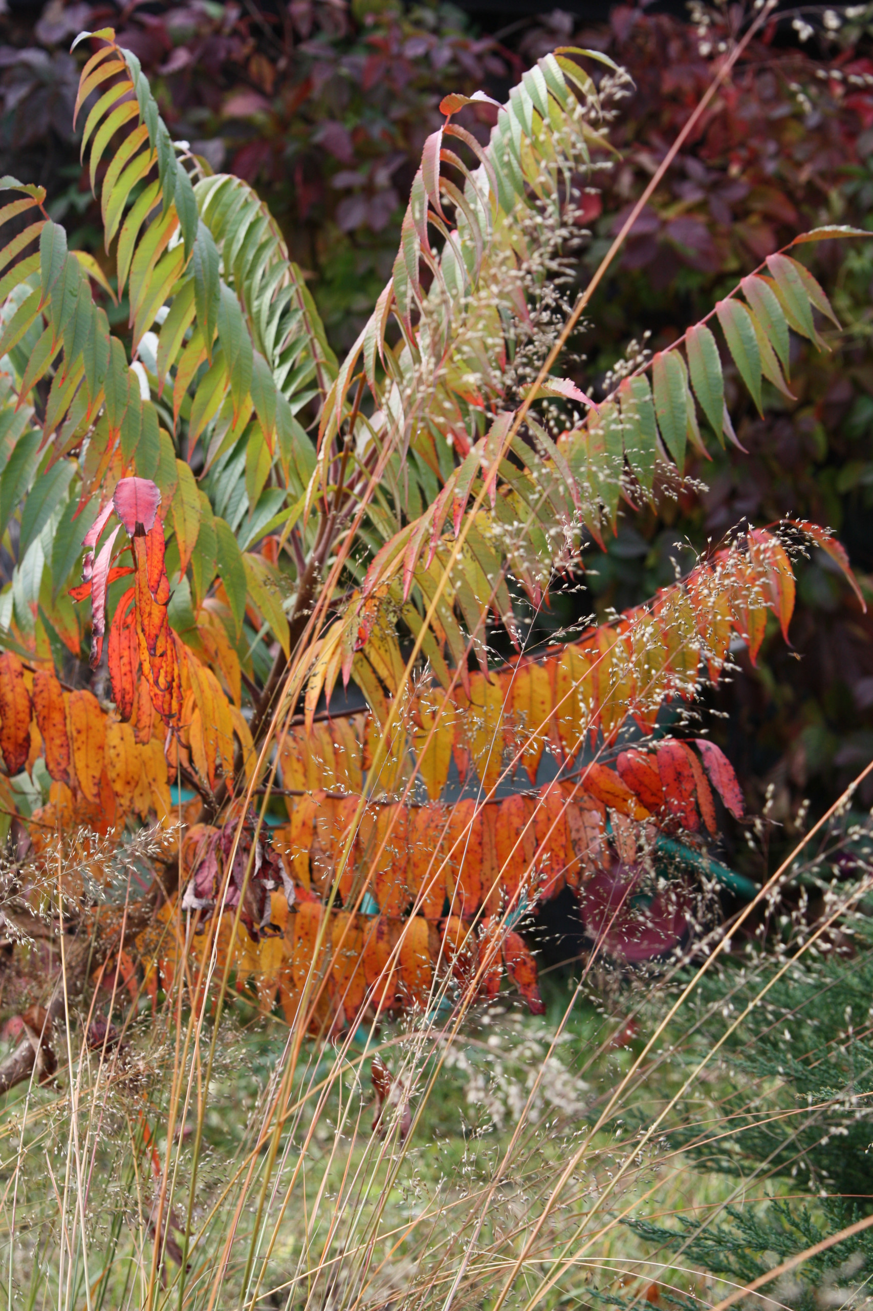 В гостях: Уютный сад с прудом на песках от выгоревшего торфа