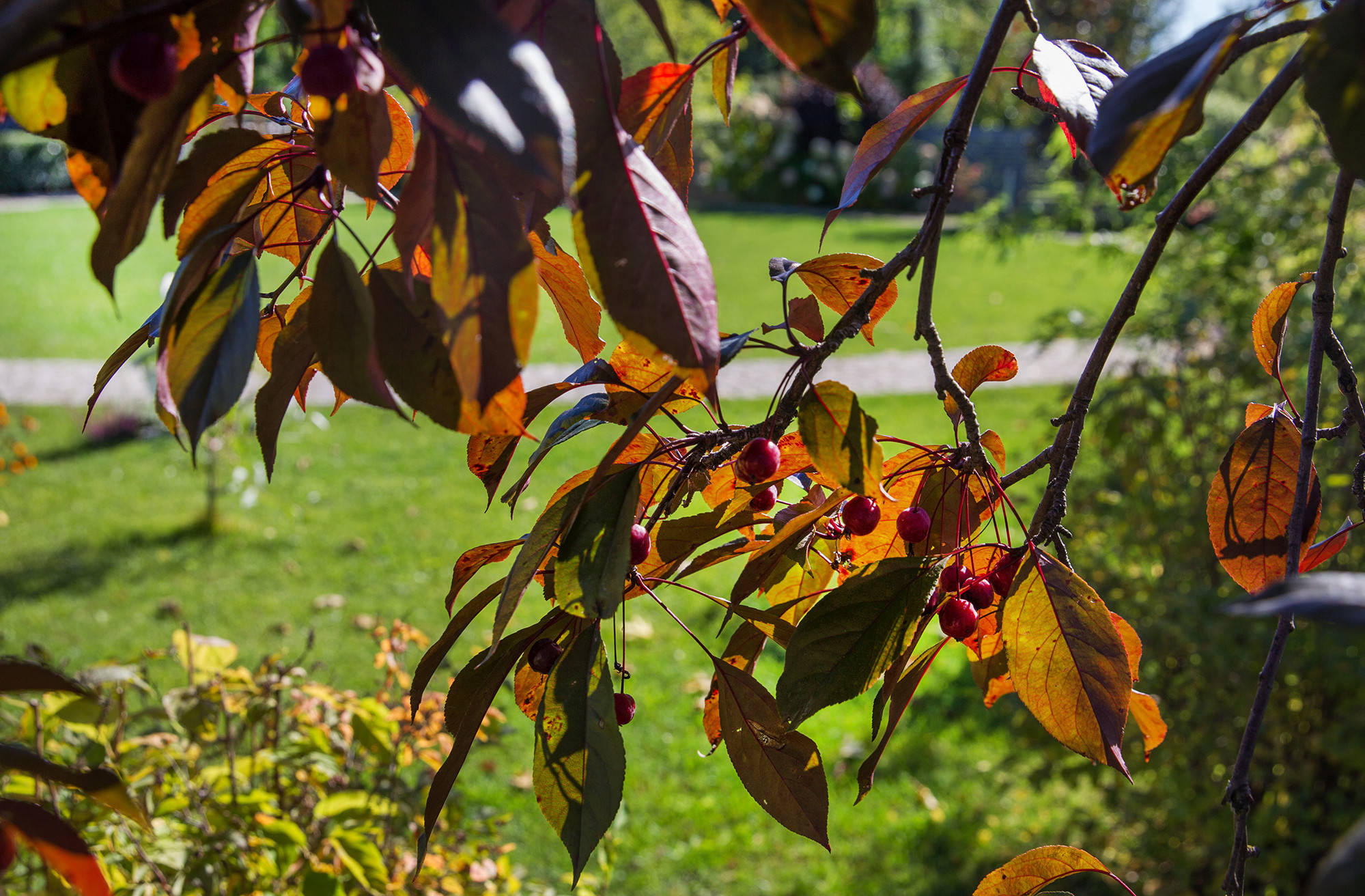В гостях: Подмосковный сад со средиземноморским характером