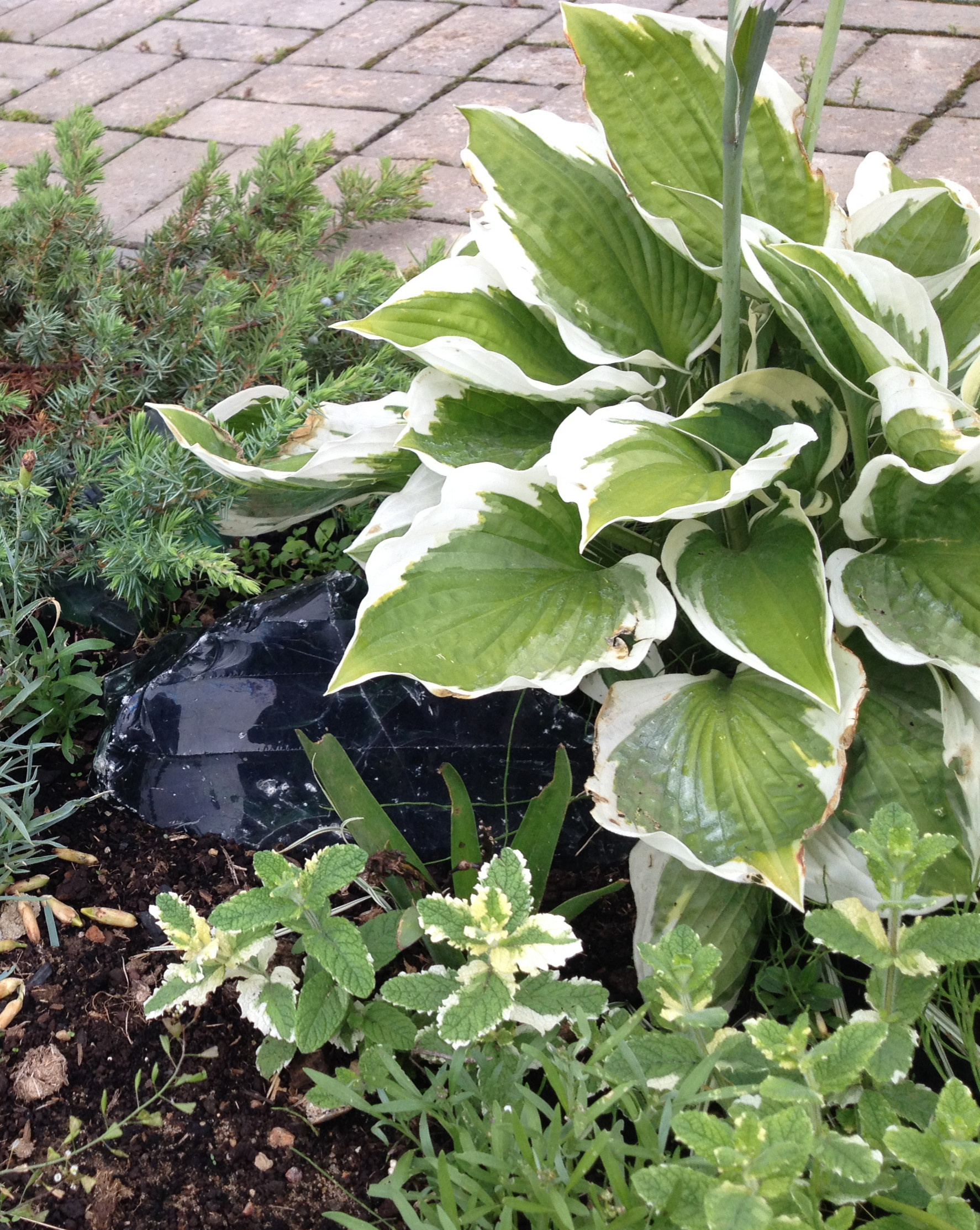 Что-то с чем-то: Как создавать композиции из растений