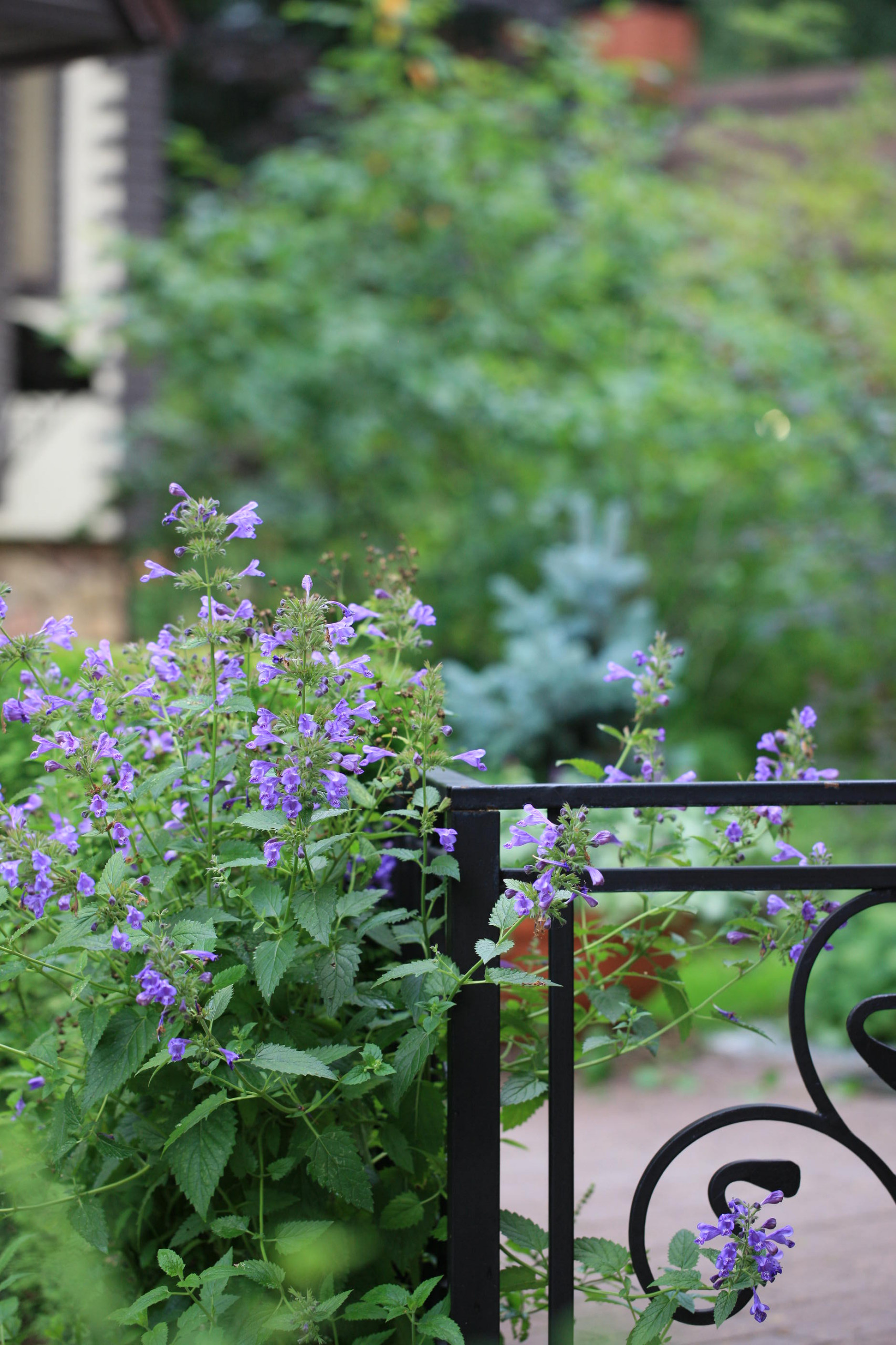 В гостях: Сад на 14 сотках, где живут круглый год