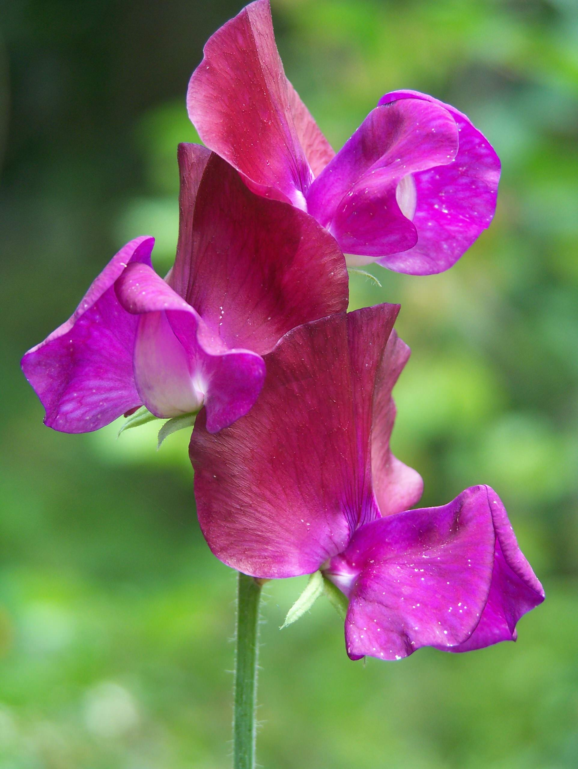 Увей меня нежно: Сажаем вьющиеся растения у забора, беседки и перголы