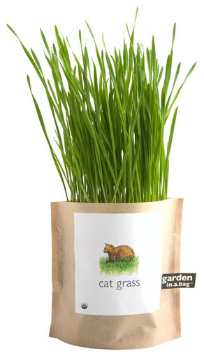 А шубу в шкаф: 5 способов пережить кошачью линьку