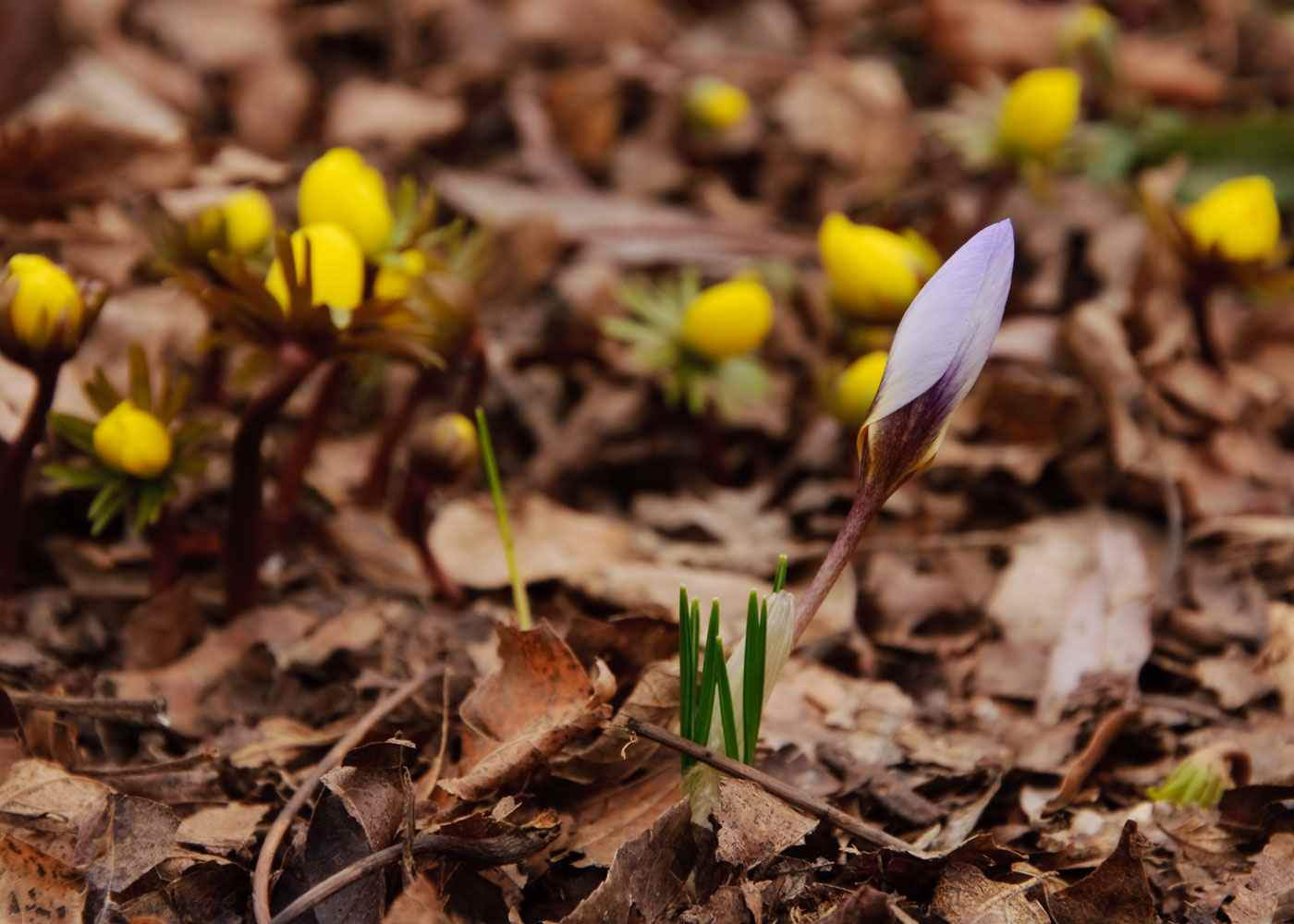 Земельный вопрос: Нужно ли покупать чернозем на участок
