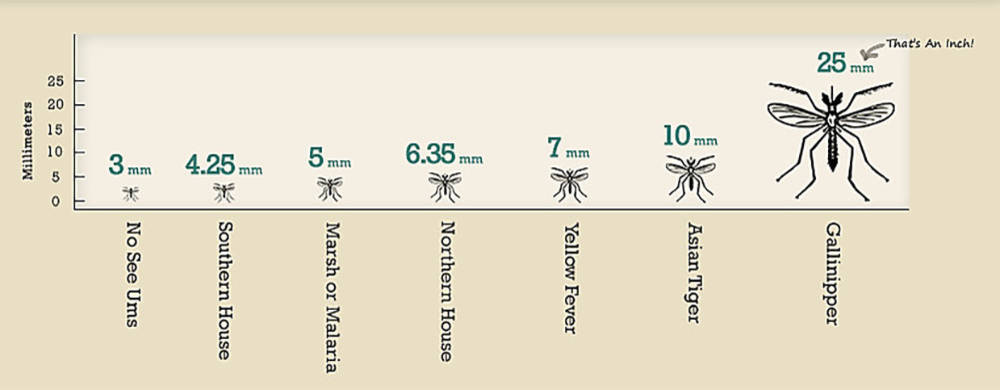 Москитная сетка: Какая нужна вам — в городе и на даче