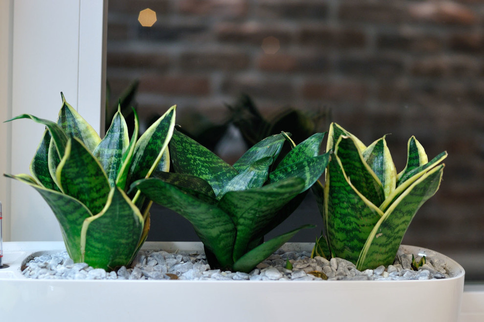 Как правильно: Помочь комнатным растениям пережить зиму