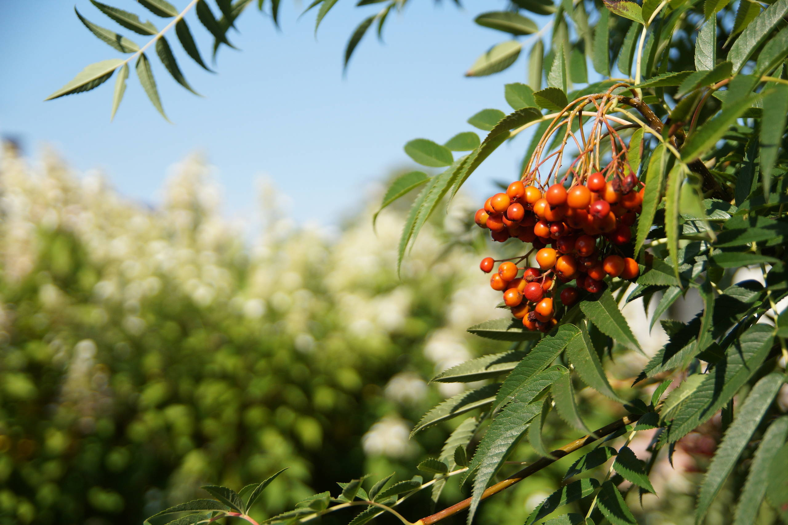 Как правильно: Выбрать деревья для будущего сада