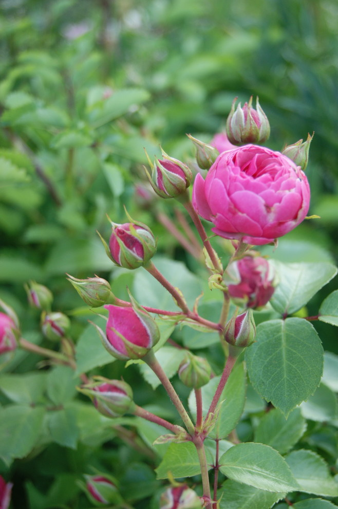 Как правильно: Ухаживать за розами летом