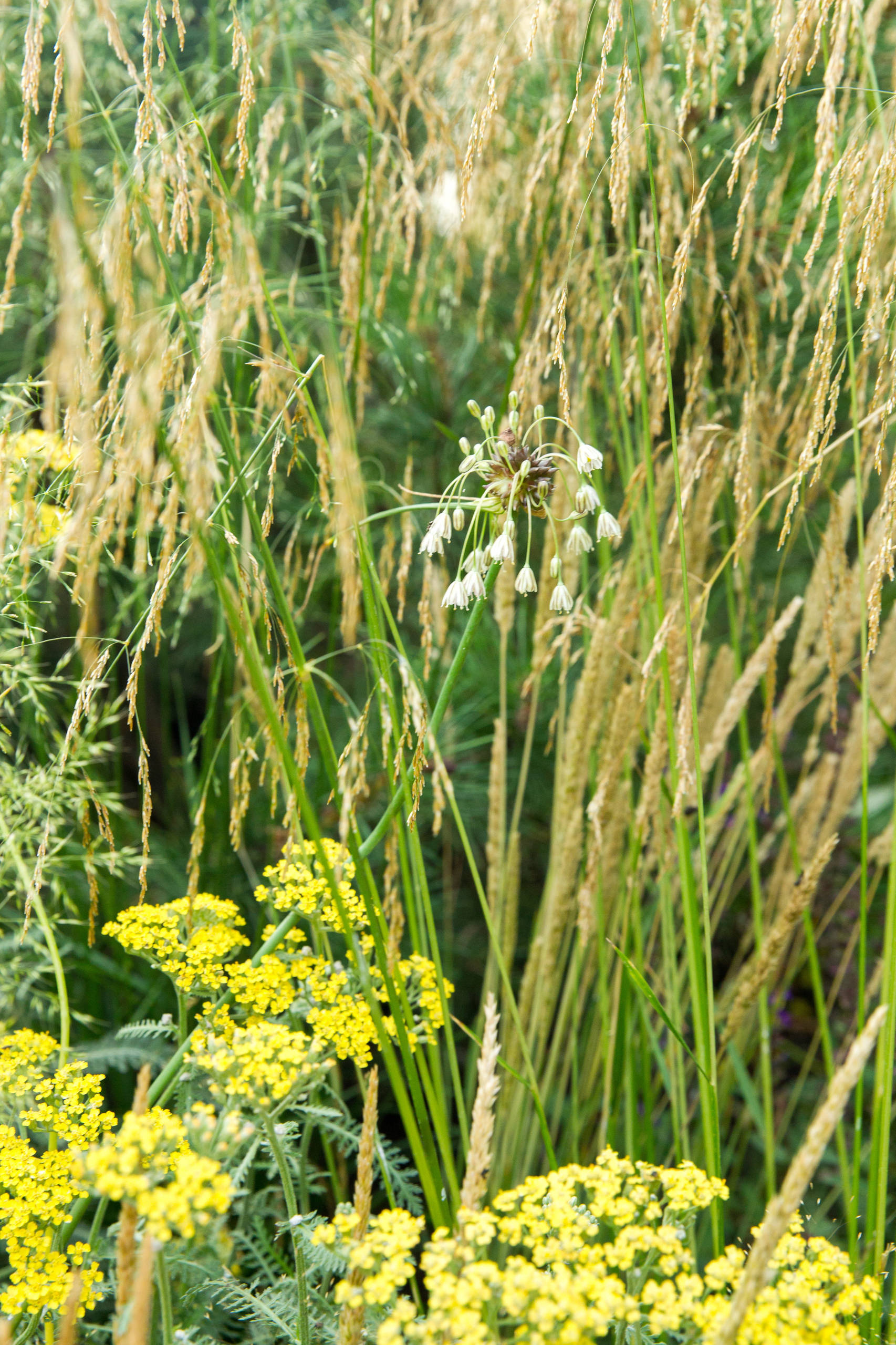 Проект недели: Английский сад о звуке, удивившем мир садоводства