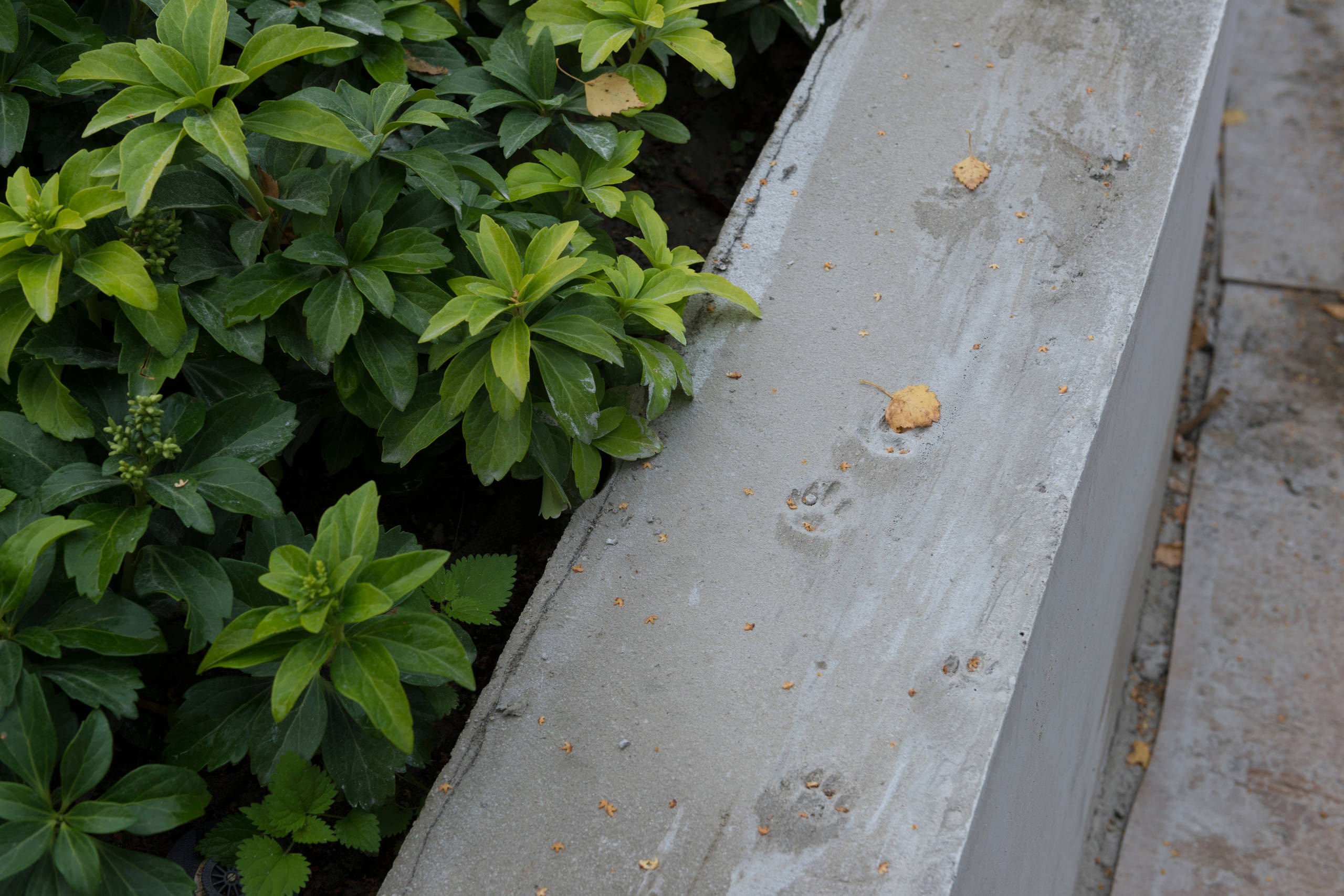 Проект недели: Сад для уникального биодома