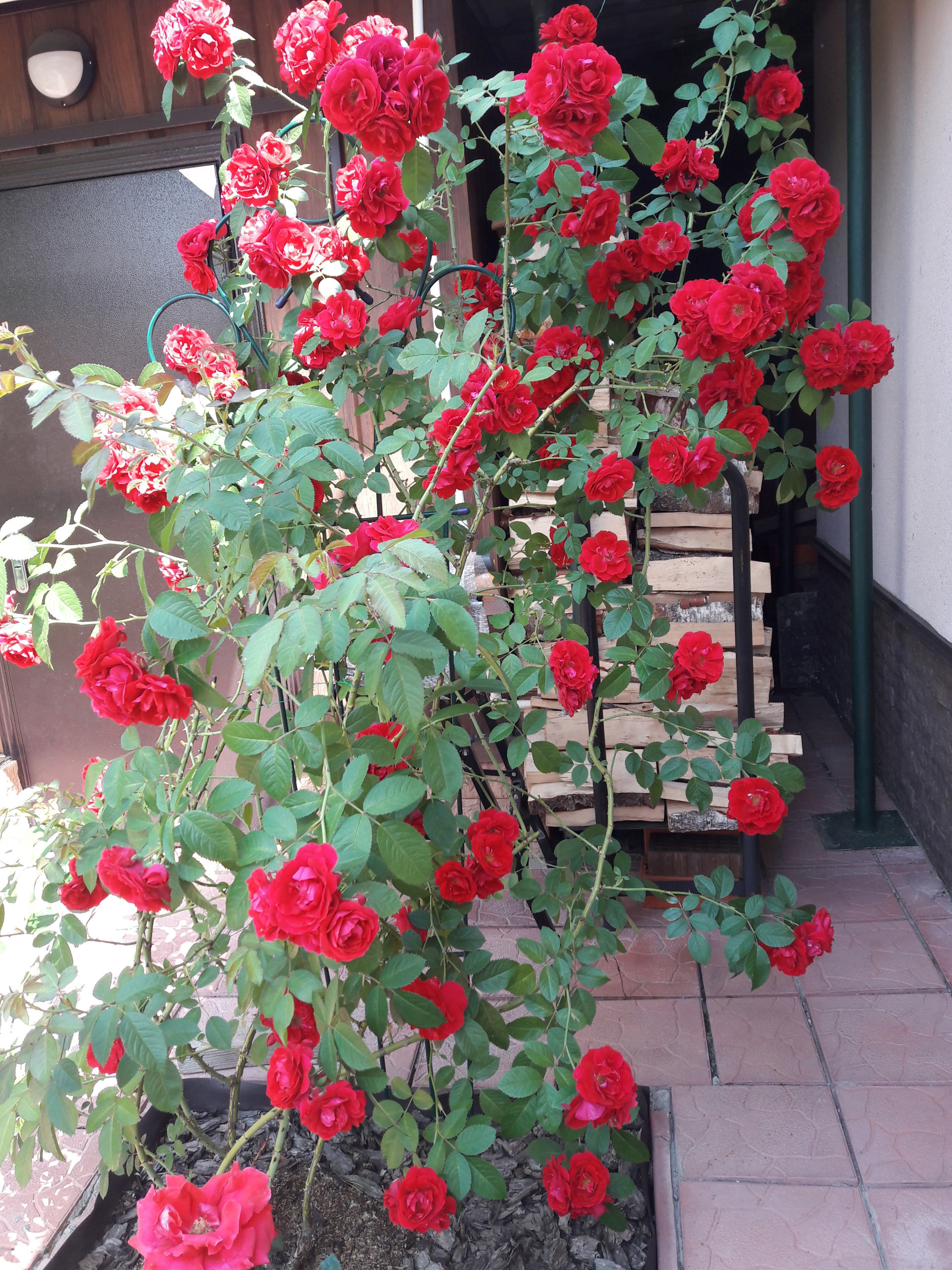 В гостях: Садик в подмосковных Рыбаках — как во Франции