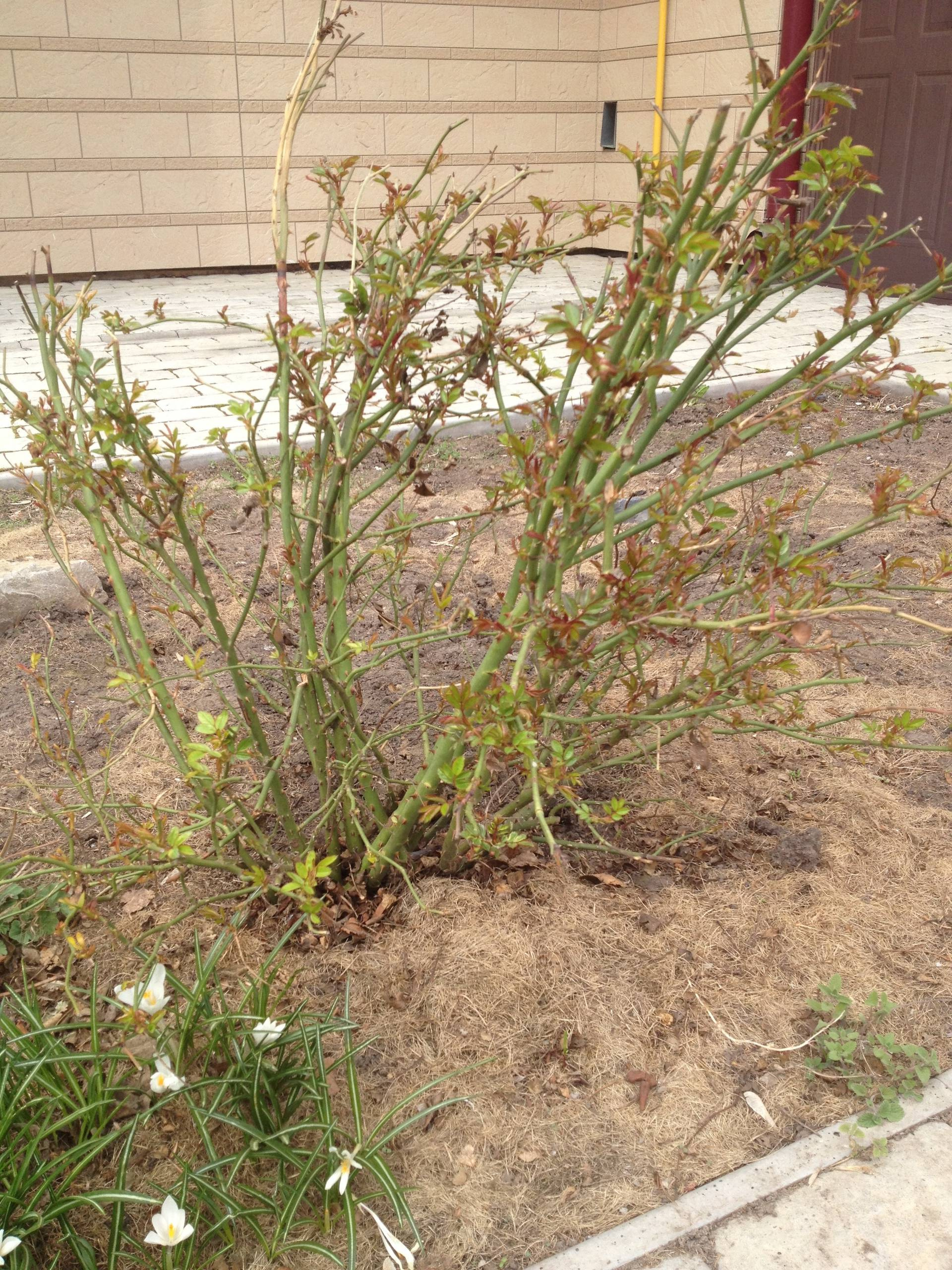 Как правильно: Обрезать садовые розы