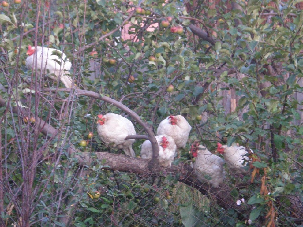 Пермакультура: Как использовать ее принципы на ваших 6 сотках