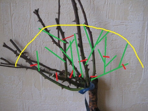 Личный опыт: Скорая помощь для роз