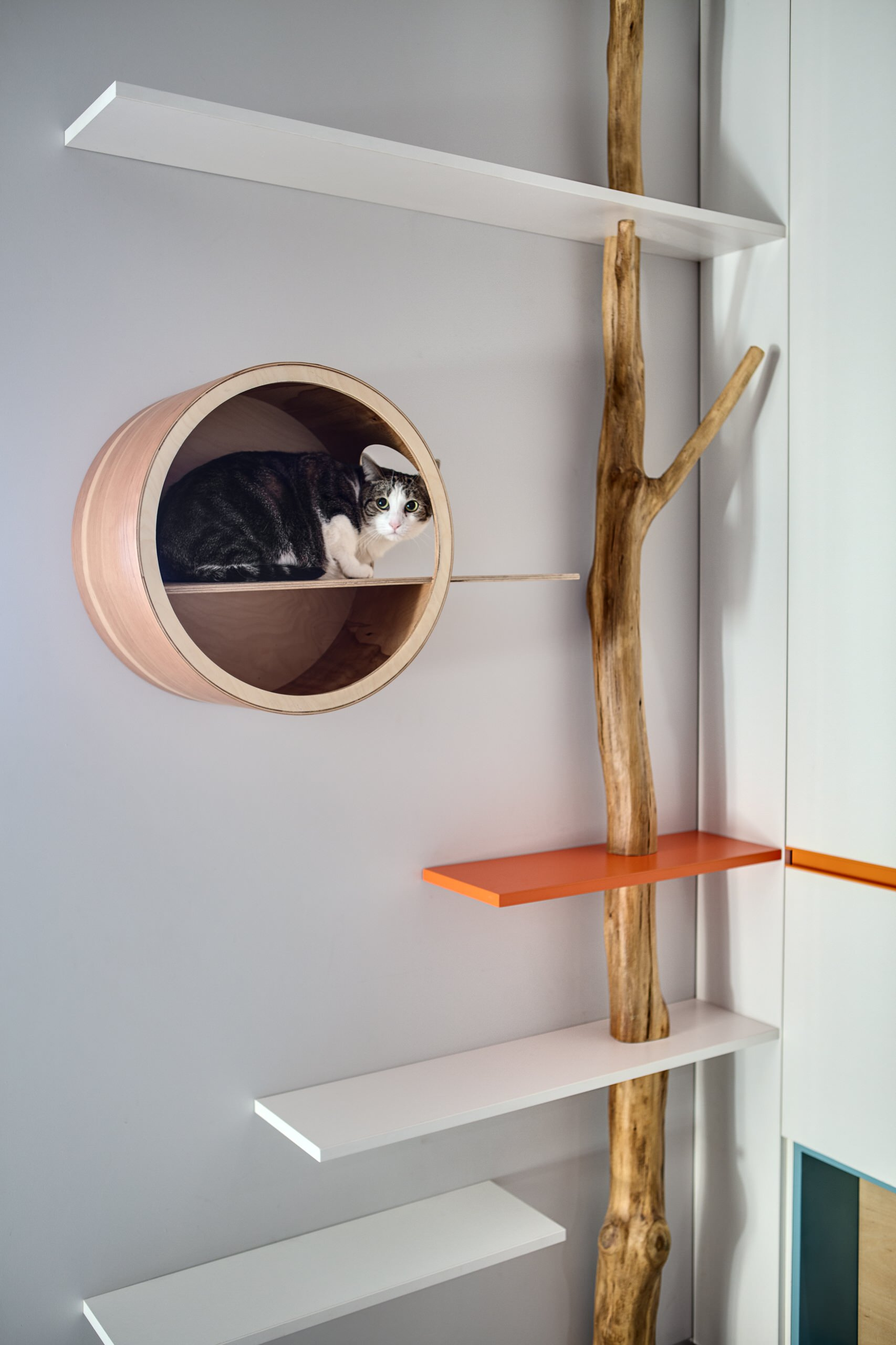 Houzz Украина: Интерьер для холостяка и кошки