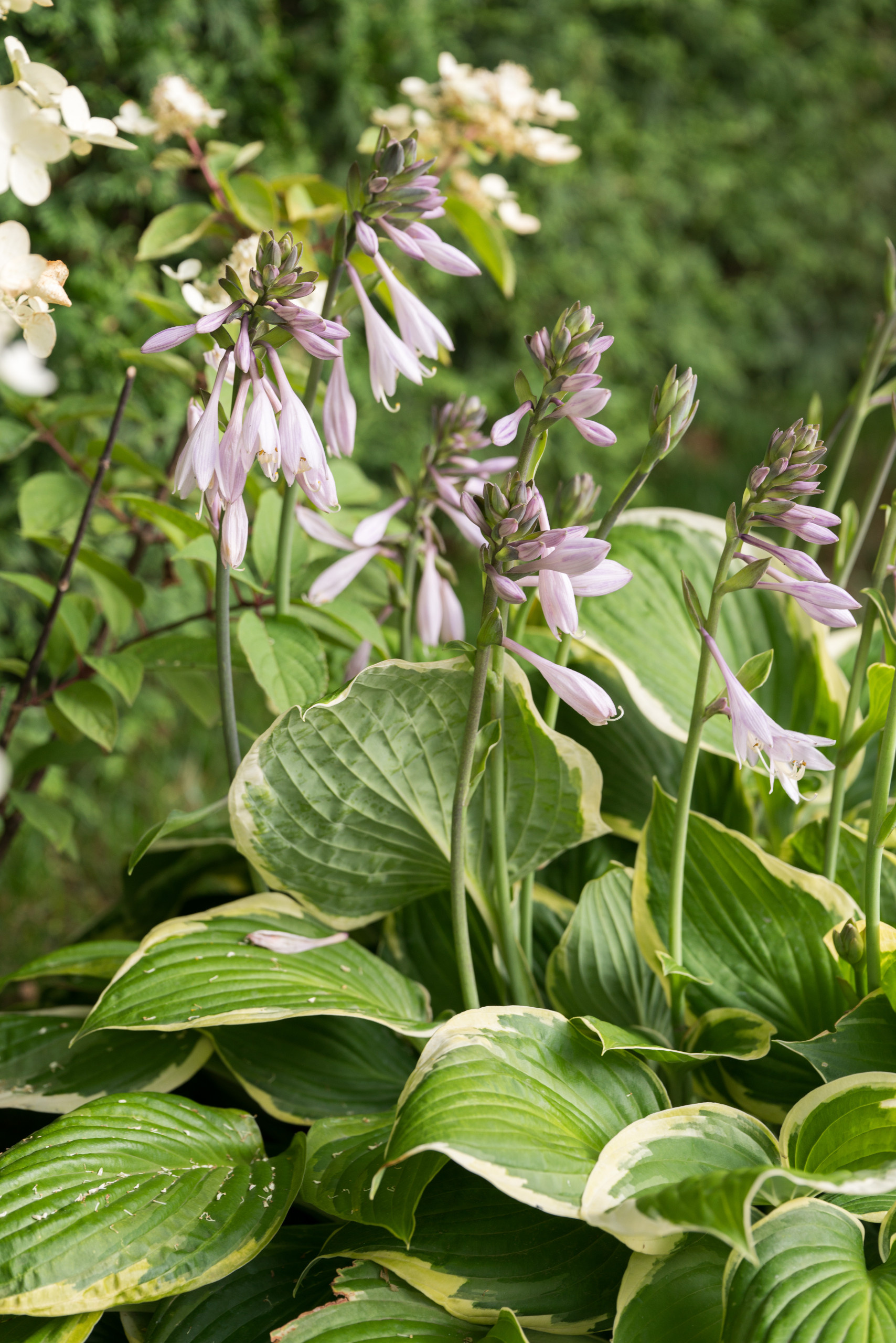 Проект недели: «Тайны соблазнов» — сад для Вячеслава Зайцева