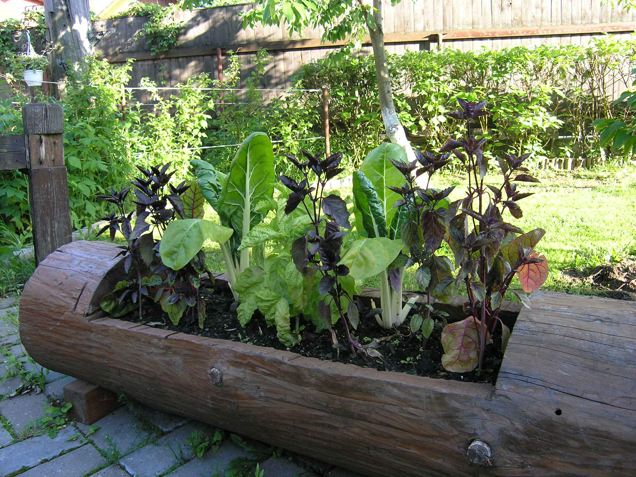 Как правильно: Сделать декоративный огород