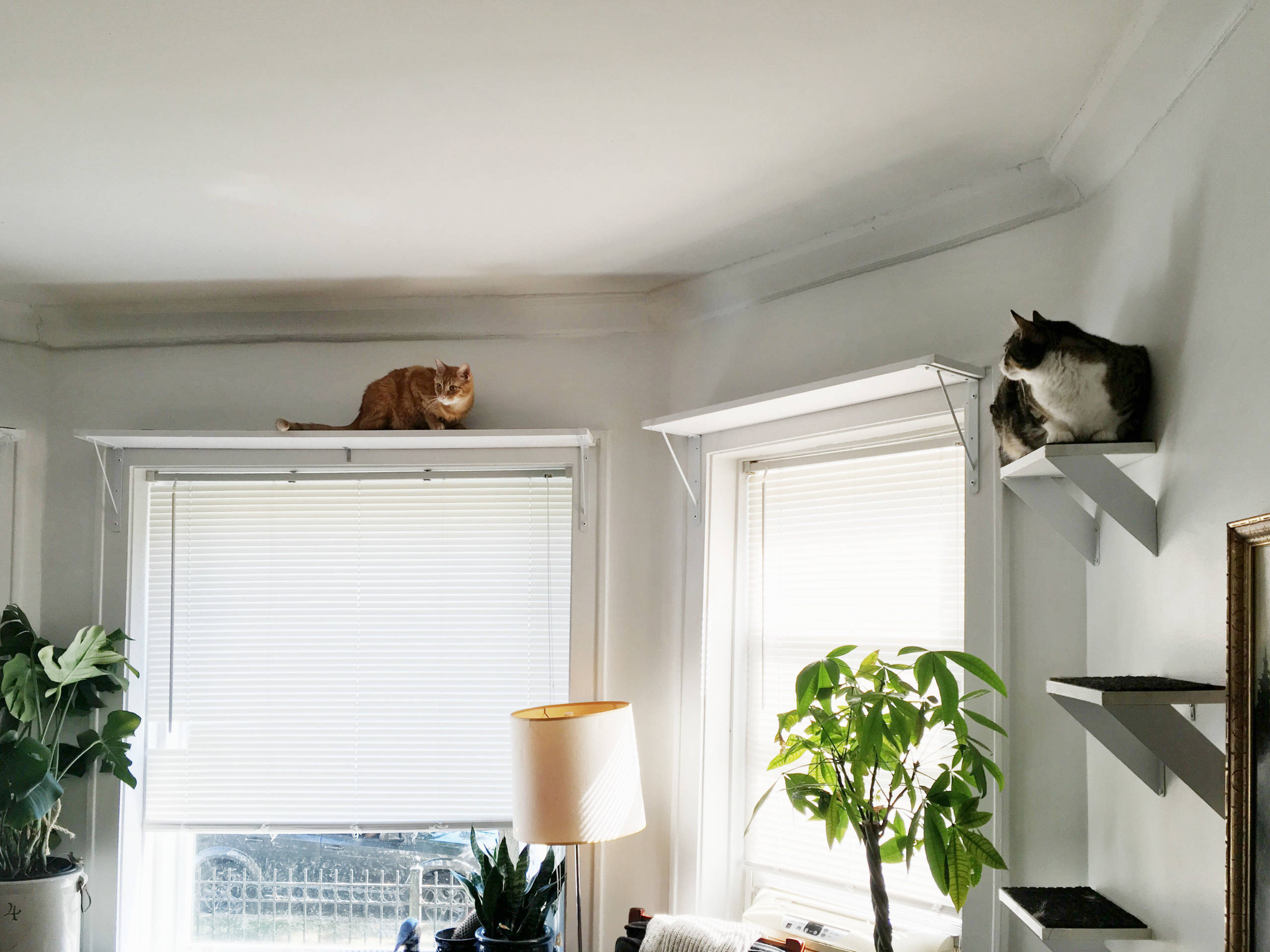 Фотоохота: Домики для кошек своими руками — 40 идей