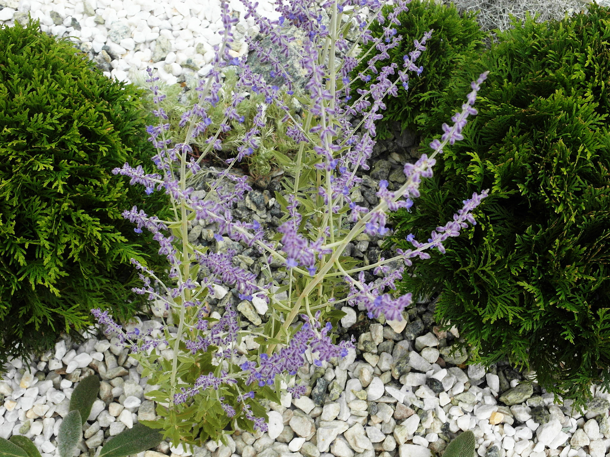 Что-то с чем-то: Как создавать композиции из растений