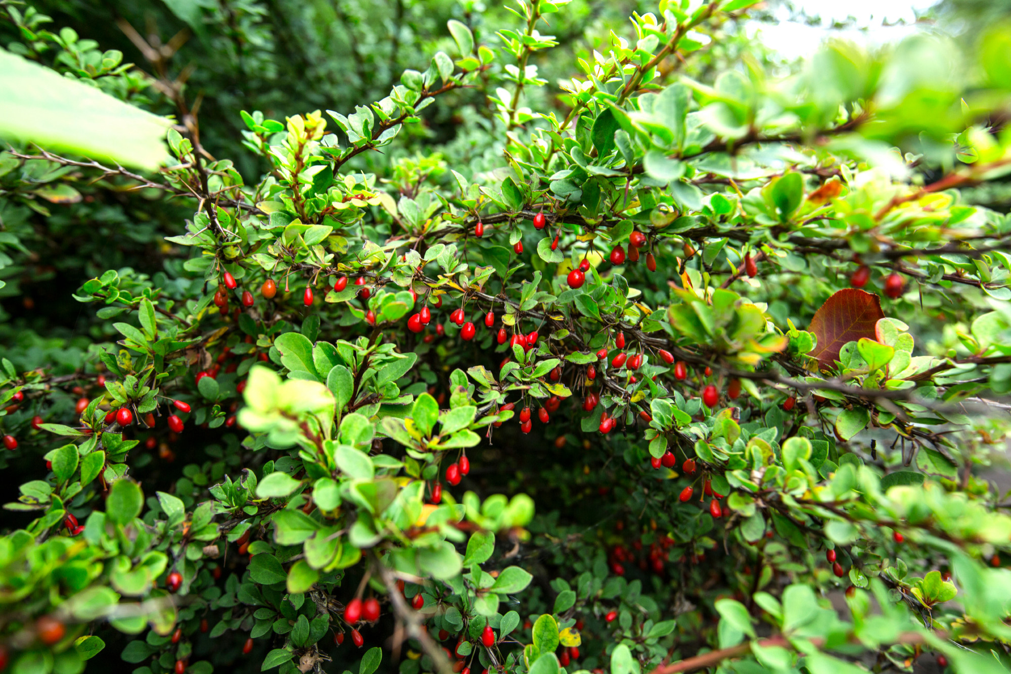 Проект недели: Сад для жизни с растениями на подпорных стенах