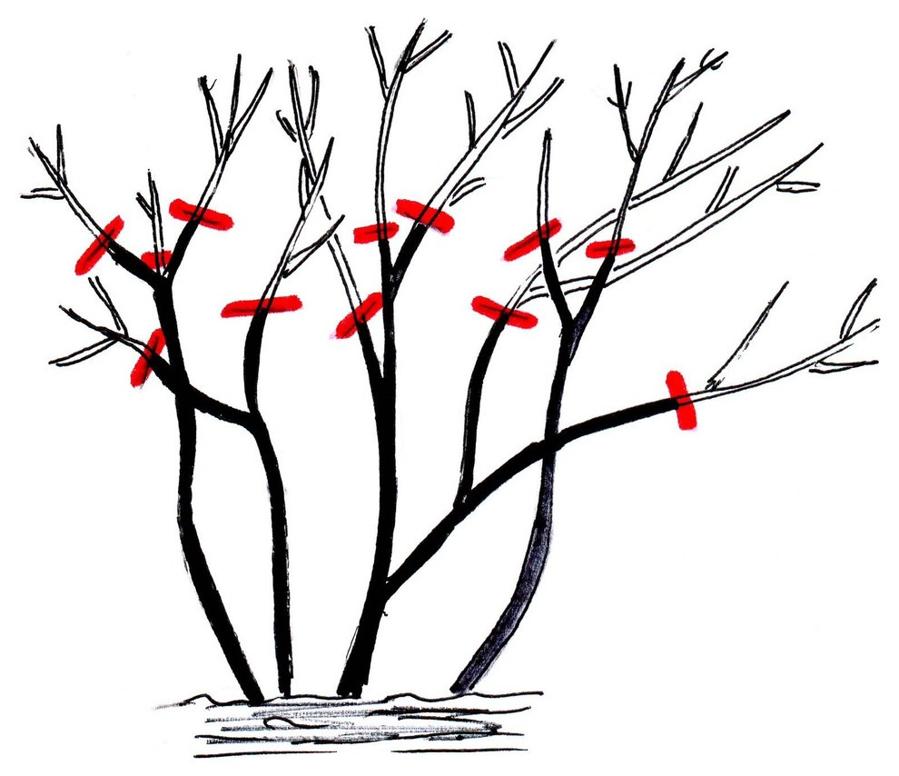 Как правильно: Обрезать садовые розы